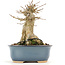 Acer buergerianum, 13 cm, ± 20 ans