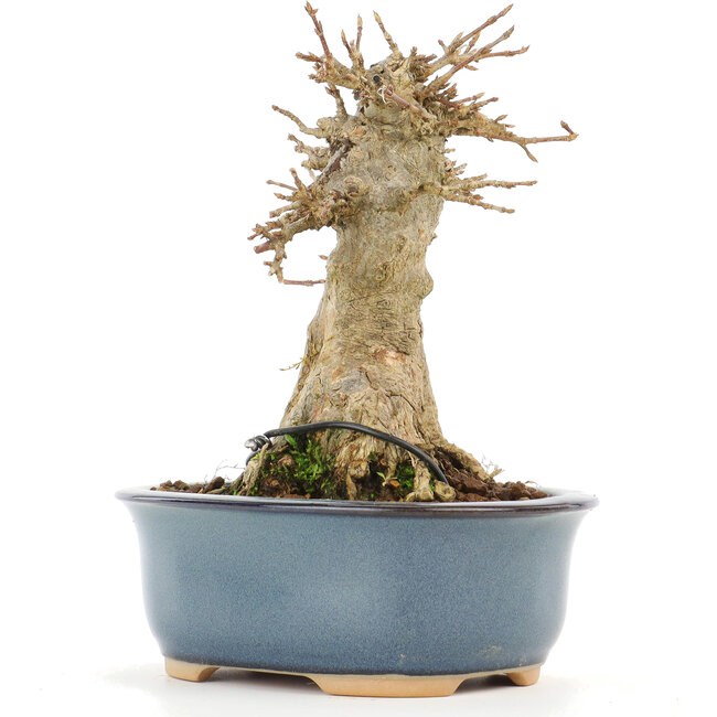 Acer buergerianum, 13 cm, ± 20 Jahre alt