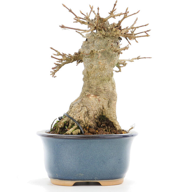 Acer buergerianum, 13 cm, ± 20 anni