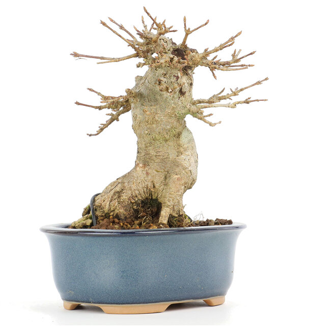 Acer buergerianum, 13 cm, ± 20 jaar oud