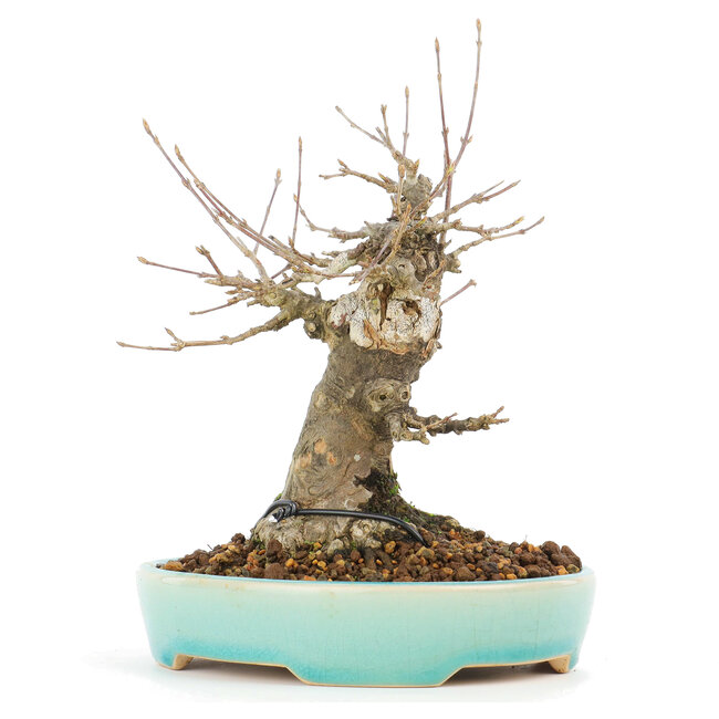 Acer buergerianum, 17 cm, ± 20 años