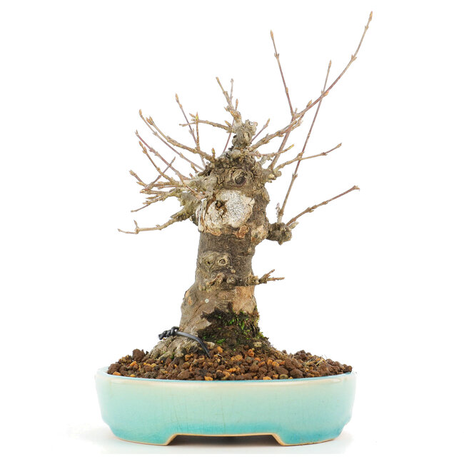 Acer buergerianum, 17 cm, ± 20 años