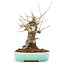 Acer buergerianum, 17 cm, ± 20 ans