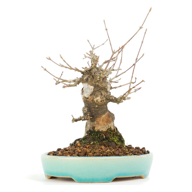 Acer buergerianum, 17 cm, ± 20 jaar oud