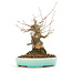 Acer buergerianum, 17 cm, ± 20 ans