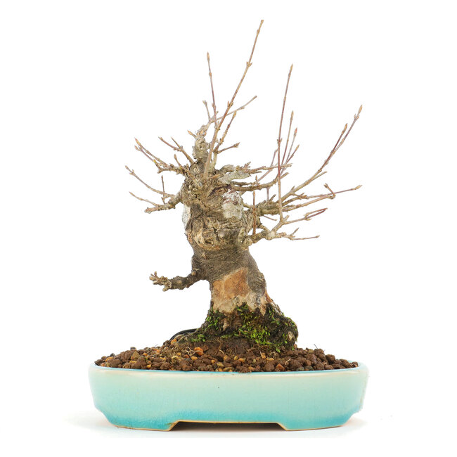 Acer buergerianum, 17 cm, ± 20 años