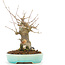 Acer buergerianum, 17 cm, ± 20 ans