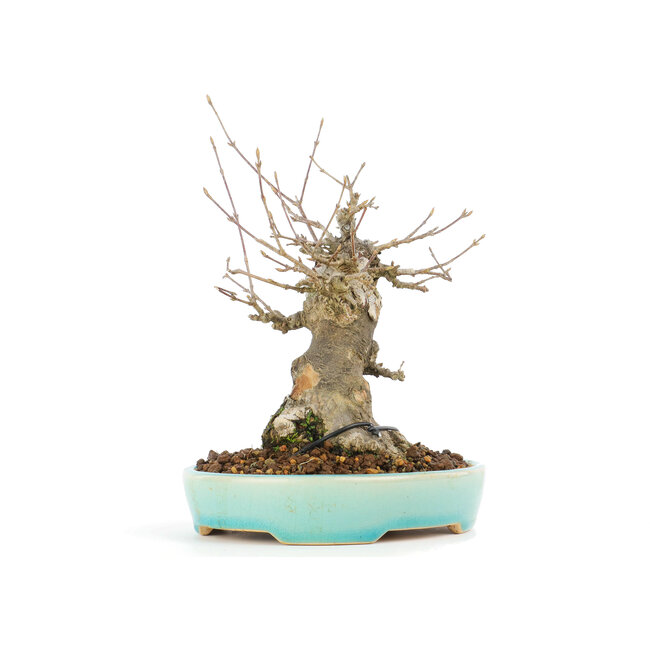 Acer buergerianum, 17 cm, ± 20 Jahre alt