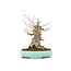 Acer buergerianum, 17 cm, ± 20 ans