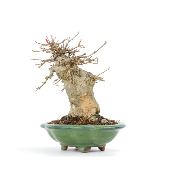 Acer buergerianum, 16 cm, ± 20 jaar oud