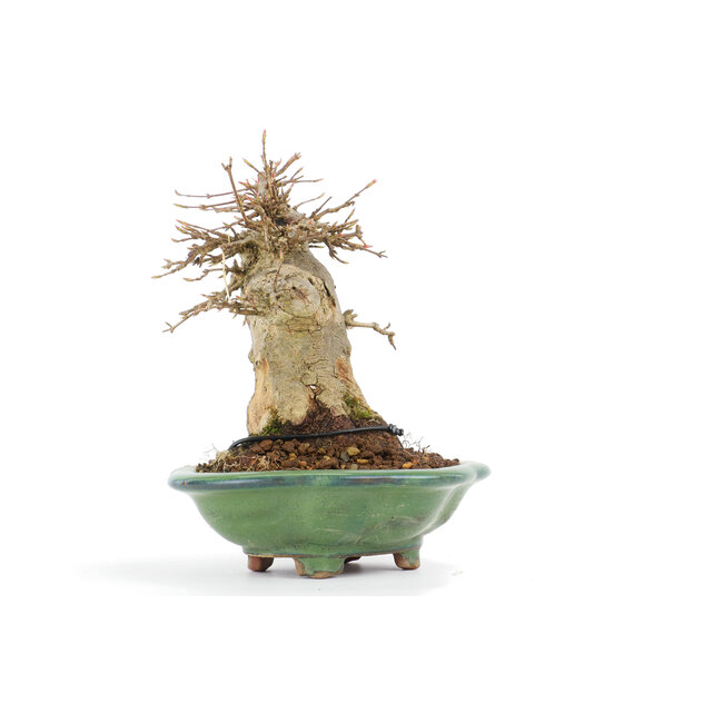 Acer buergerianum, 16 cm, ± 20 jaar oud