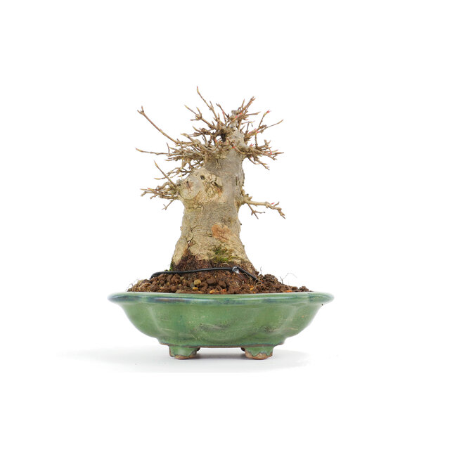 Acer buergerianum, 16 cm, ± 20 jaar oud