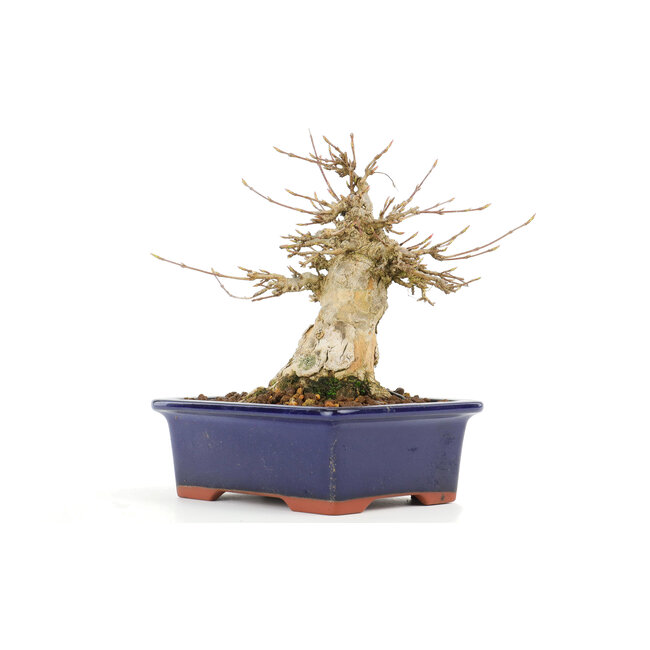 Acer buergerianum, 14,5 cm, ± 20 Jahre alt