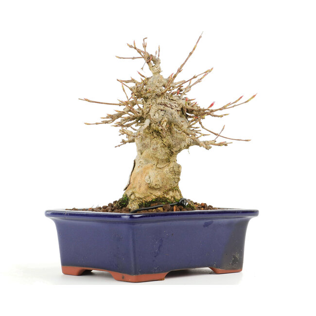 Acer buergerianum, 14,5 cm, ± 20 anni