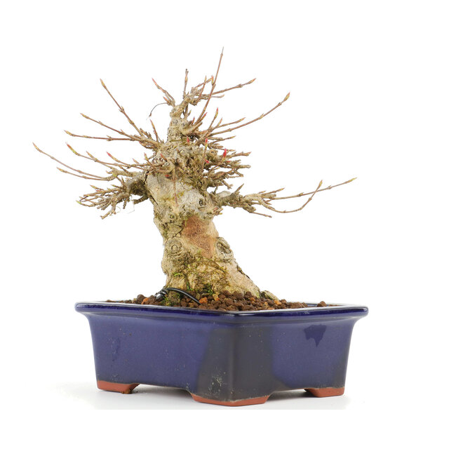 Acer buergerianum, 14,5 cm, ± 20 years old