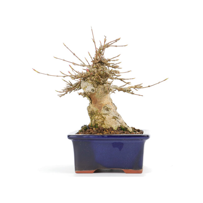 Acer buergerianum, 14,5 cm, ± 20 años