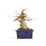 Acer buergerianum, 14,5 cm, ± 20 anni