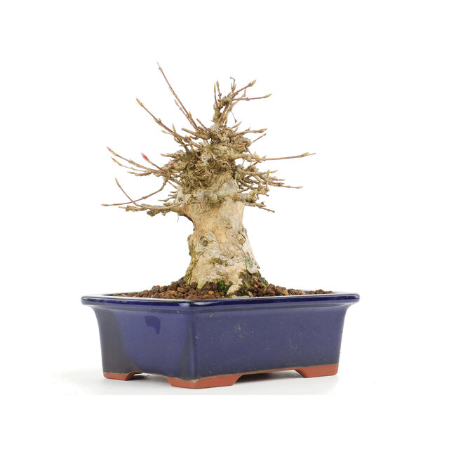 Acer buergerianum, 14,5 cm, ± 20 anni