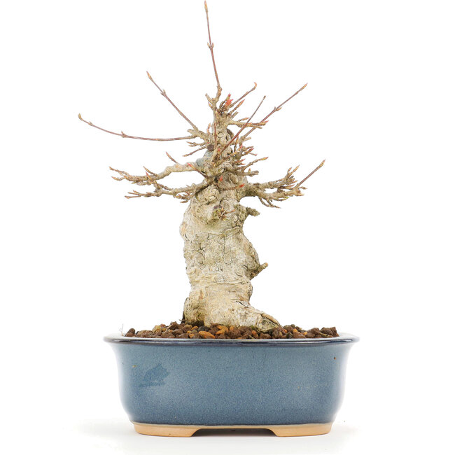 Acer buergerianum, 17 cm, ± 20 jaar oud