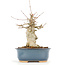 Acer buergerianum, 17 cm, ± 20 ans