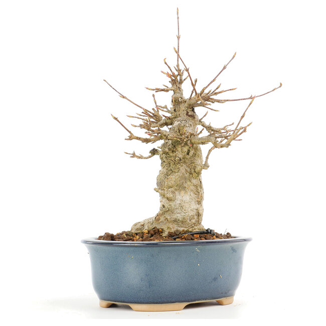 Acer buergerianum, 17 cm, ± 20 años