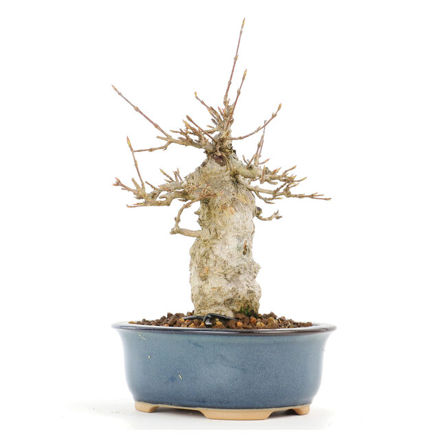 Acer buergerianum, 17 cm, ± 20 años