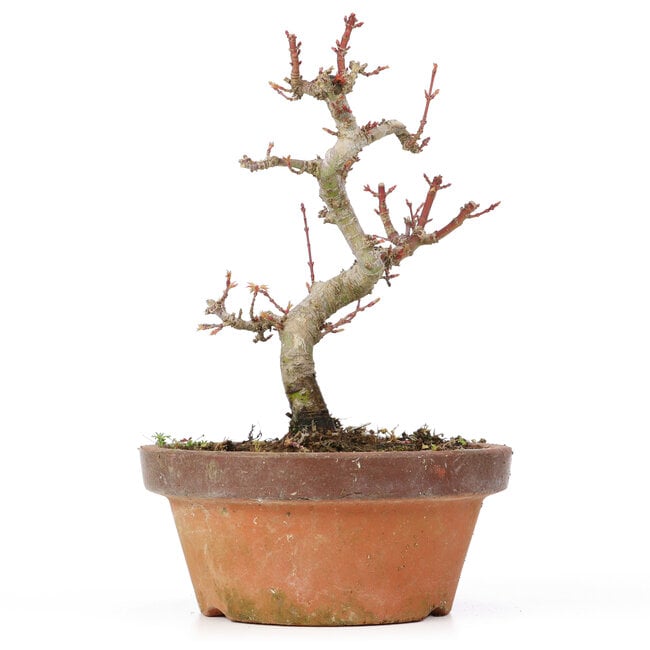 Acer palmatum Kotohime, 18 cm, ± 20 años