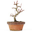 Acer palmatum Kotohime, 18 cm, ± 20 anni