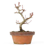 Acer palmatum Kotohime, 18 cm, ± 20 Jahre alt