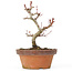 Acer palmatum Kotohime, 18 cm, ± 20 jaar oud