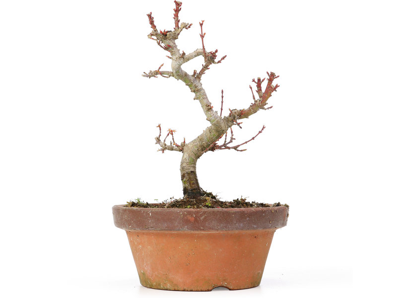 Acer palmatum Kotohime, 18 cm, ± 20 jaar oud