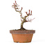 Acer palmatum Kotohime, 18 cm, ± 20 Jahre alt