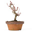 Acer palmatum Kotohime, 18 cm, ± 20 Jahre alt