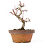 Acer palmatum Kotohime, 18 cm, ± 20 Jahre alt