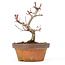 Acer palmatum Kotohime, 18 cm, ± 20 Jahre alt