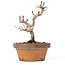 Acer palmatum Kotohime, 18 cm, ± 20 Jahre alt