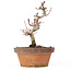 Acer palmatum Kotohime, 18 cm, ± 20 anni