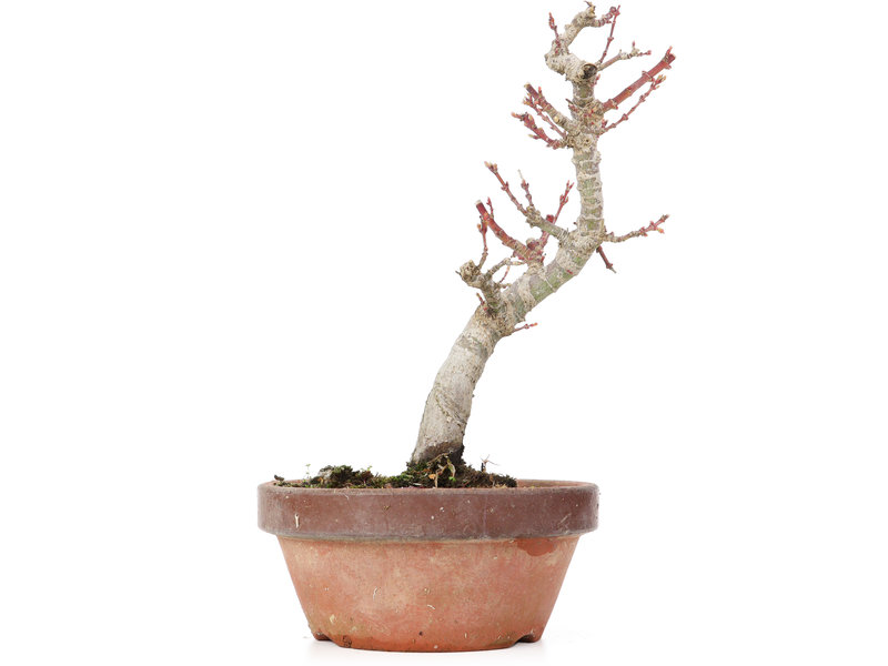 Acer palmatum Kotohime, 24 cm, ± 20 jaar oud