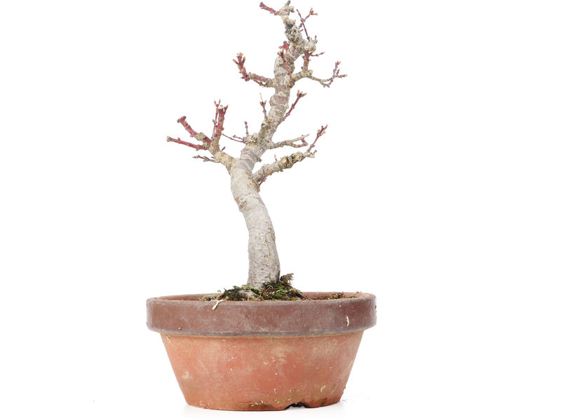 Acer palmatum Kotohime, 24 cm, ± 20 Jahre alt