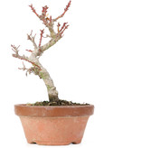 Acer palmatum Kotohime, 21,5 cm, ± 20 Jahre alt
