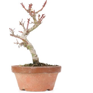 Acer palmatum Kotohime, 21,5 cm, ± 20 jaar oud