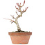 Acer palmatum Kotohime, 21,5 cm, ± 20 ans