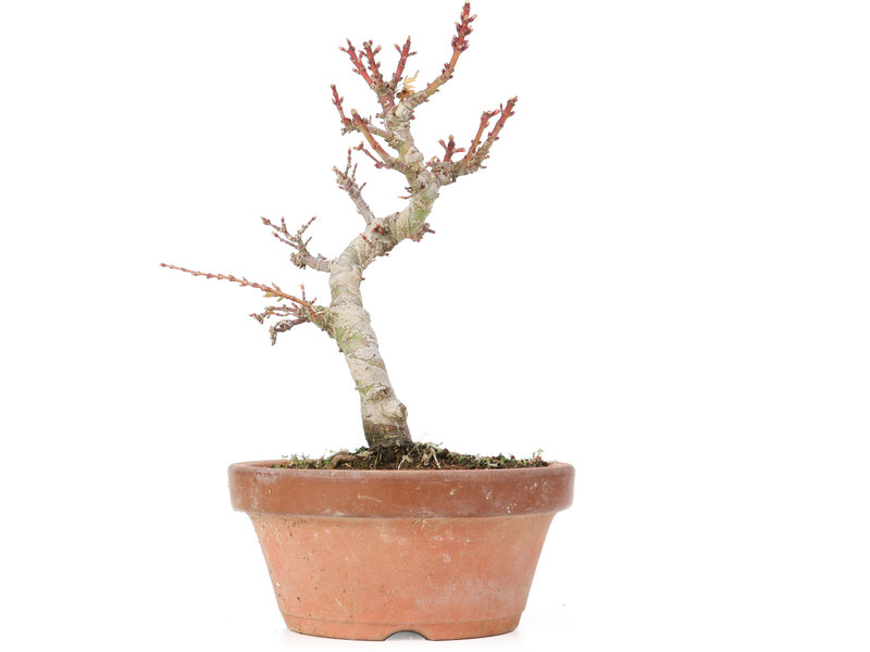 Acer palmatum Kotohime, 21,5 cm, ± 20 Jahre alt
