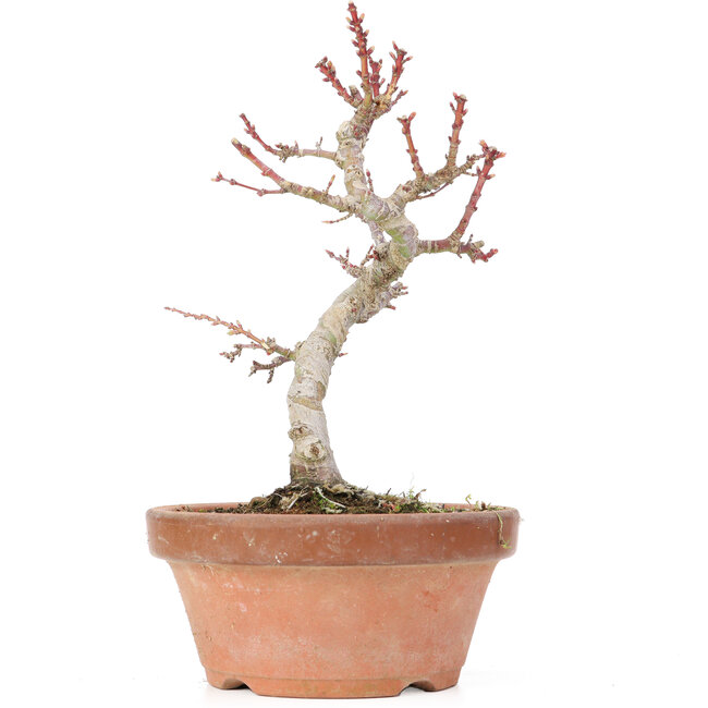 Acer palmatum Kotohime, 21,5 cm, ± 20 Jahre alt