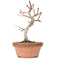 Acer palmatum Kotohime, 21,5 cm, ± 20 ans