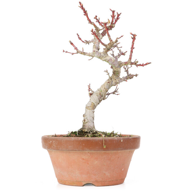 Acer palmatum Kotohime, 21,5 cm, ± 20 Jahre alt