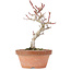 Acer palmatum Kotohime, 21,5 cm, ± 20 ans