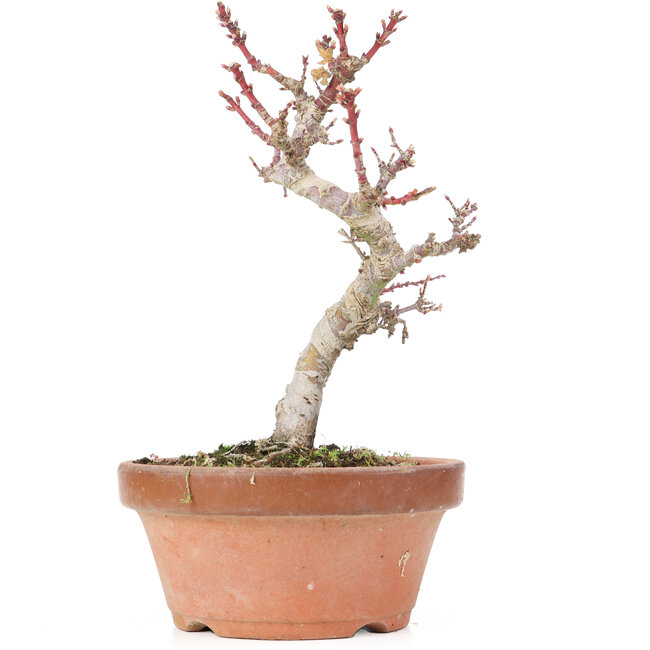 Acer palmatum Kotohime, 21,5 cm, ± 20 years old