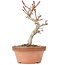 Acer palmatum Kotohime, 21,5 cm, ± 20 ans