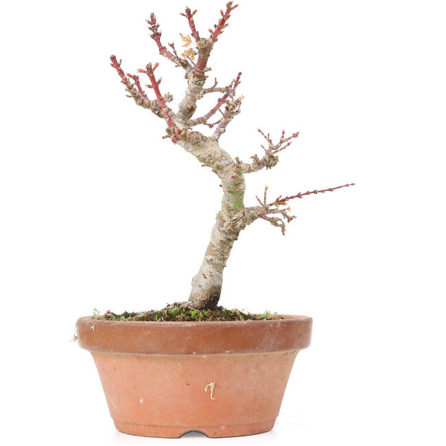 Acer palmatum Kotohime, 21,5 cm, ± 20 Jahre alt